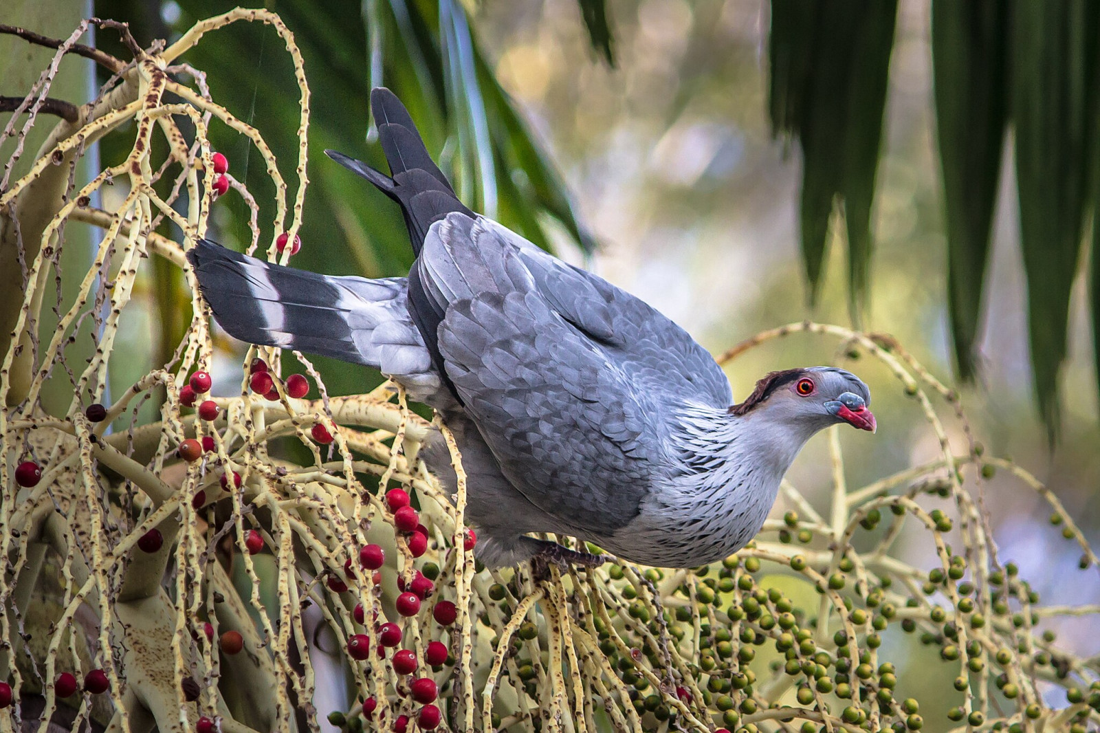 image Topknot Pigeon